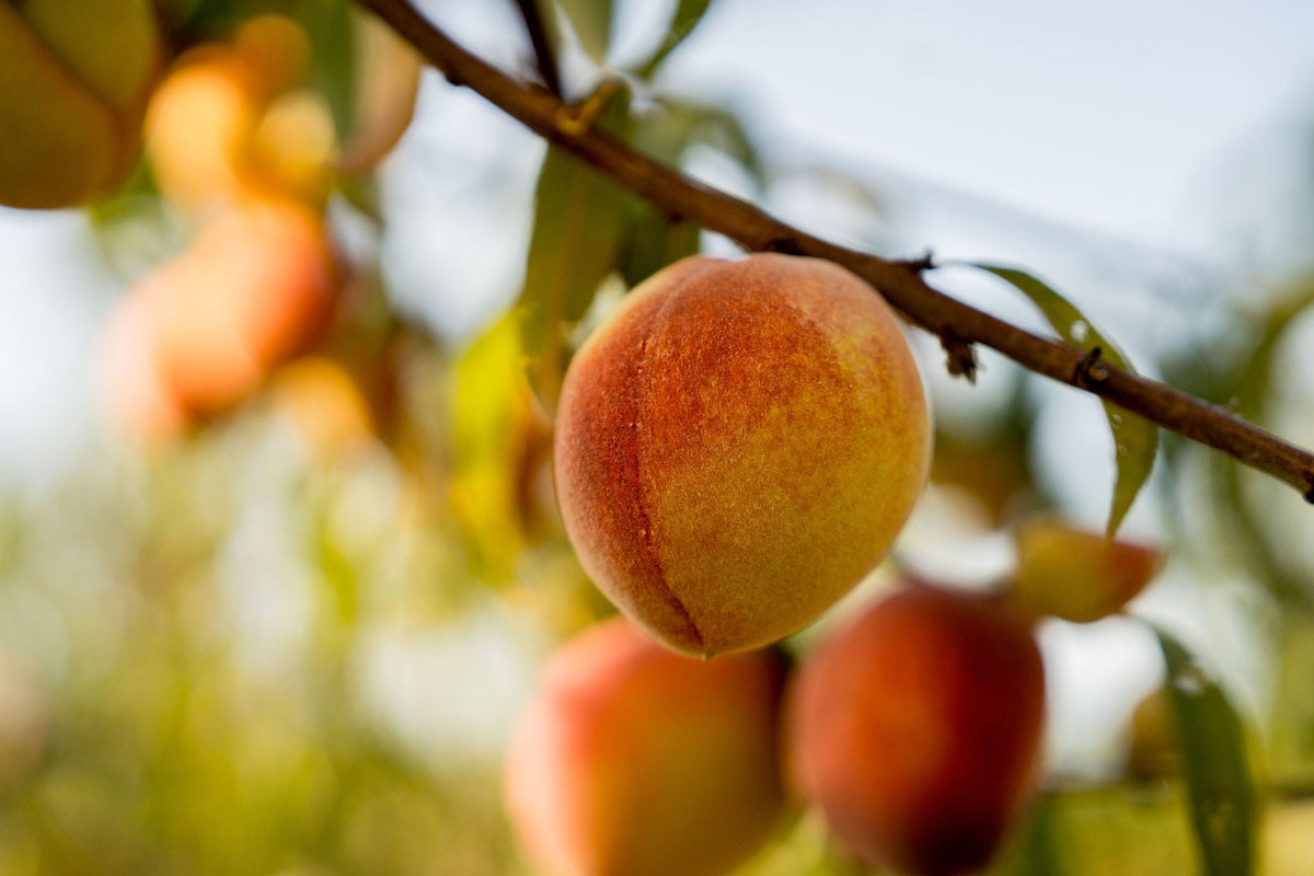 Peaches