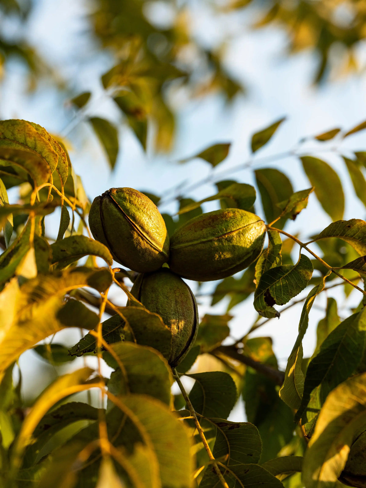Buy Pearson Farm Pecans