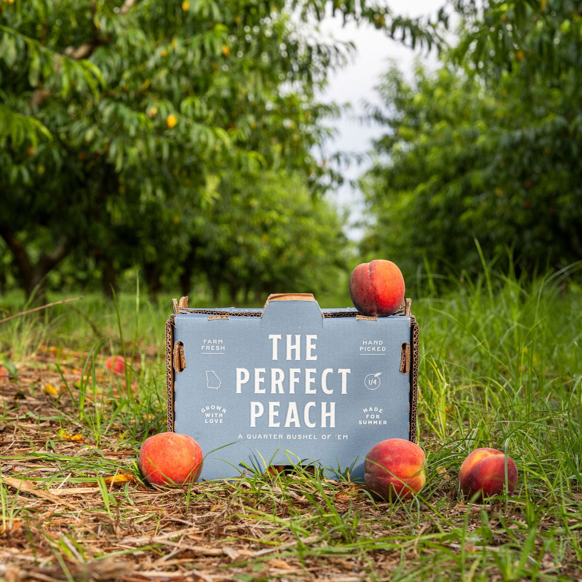 CURE Childhood Cancer 1/4 Bushel of Peaches