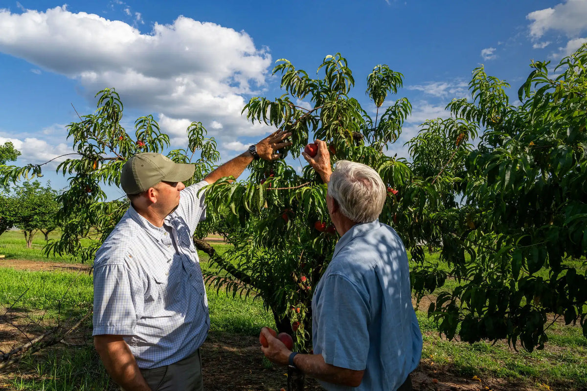 Al and Lawton Pearson picking peaches from a peach tree under a blue sky with fluffy white clouds