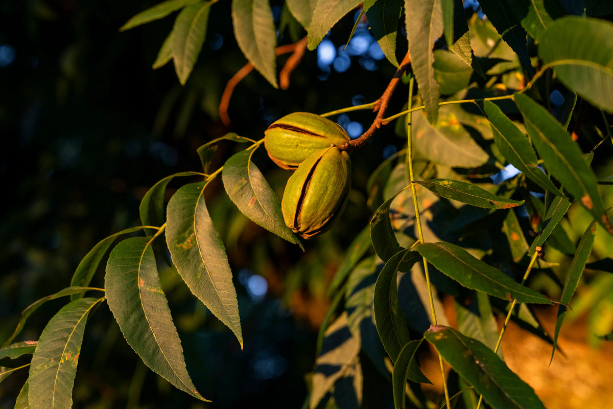 Pecans in green hulls hanging on tree