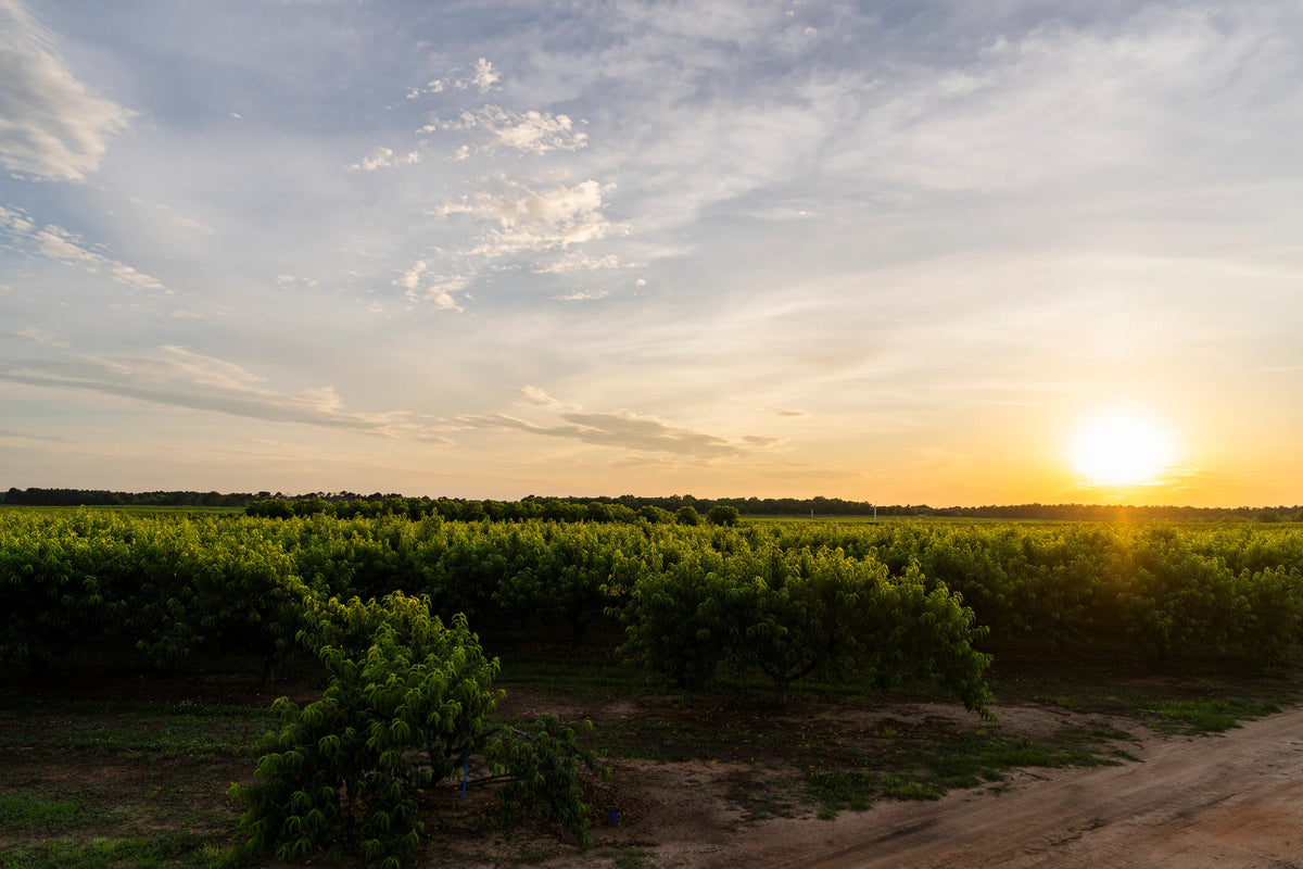 Summer sunset over a peach orchard