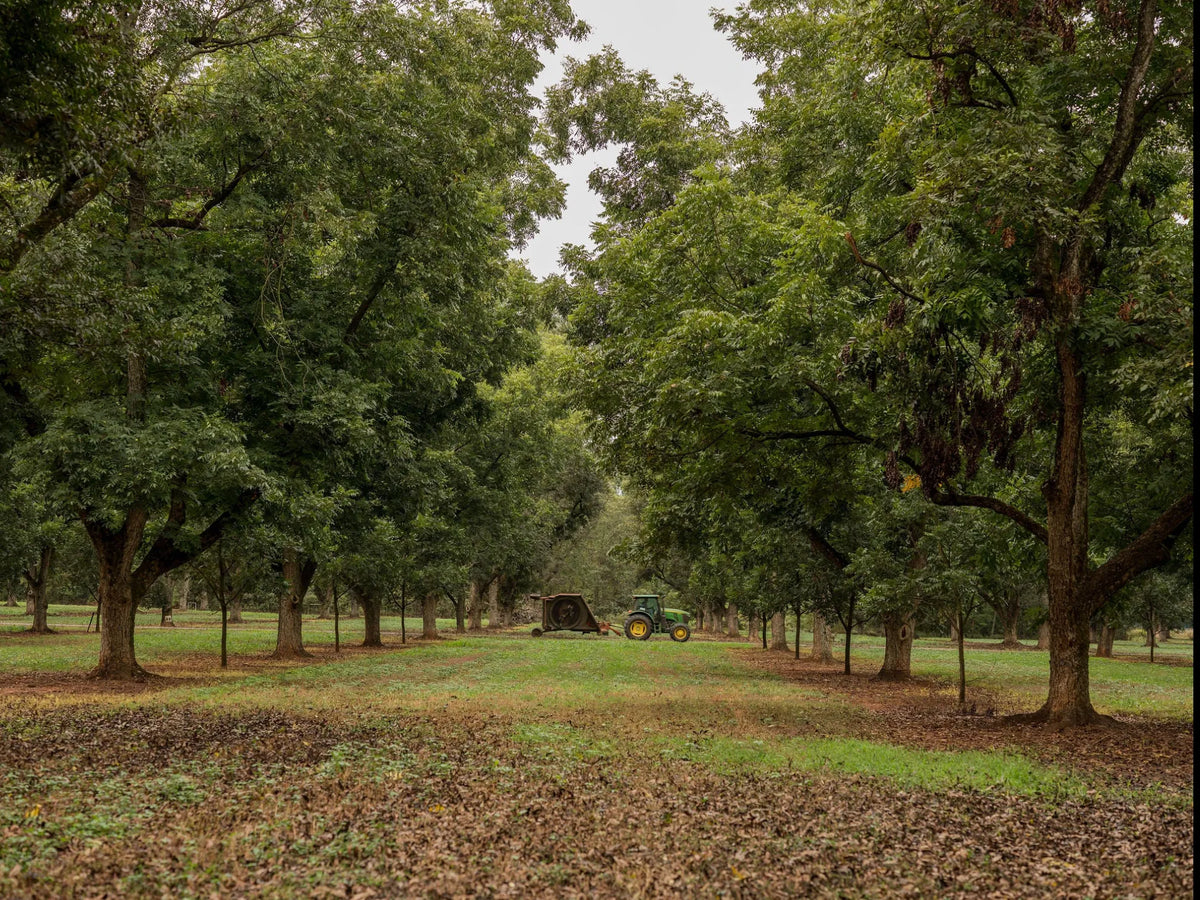 tractor at the end of a row in a pecan orchard